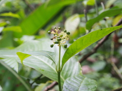 Palicourea acuminata