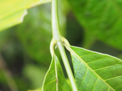 Palicourea acuminata