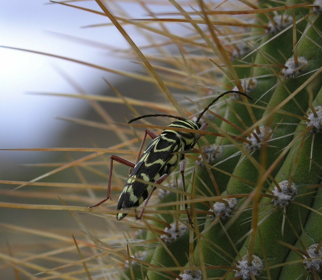 Megacyllene magna
