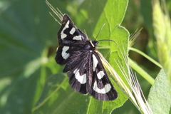 Alypia mariposa