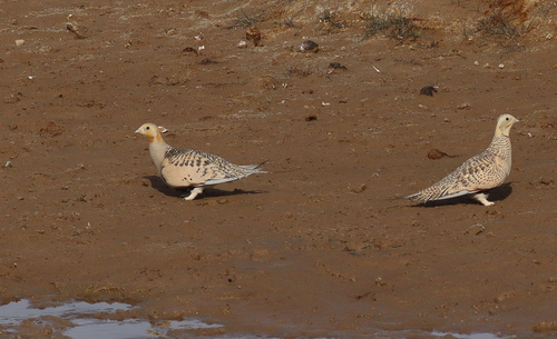 Ganga de Pallas (Syrrhaptes paradoxus)