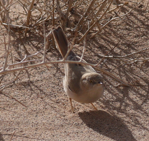 Asian Desert Warbler (Curruca nana), photo 10