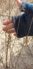 Juncus filiformis