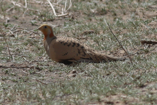 Ganga de Pallas (Syrrhaptes paradoxus)
