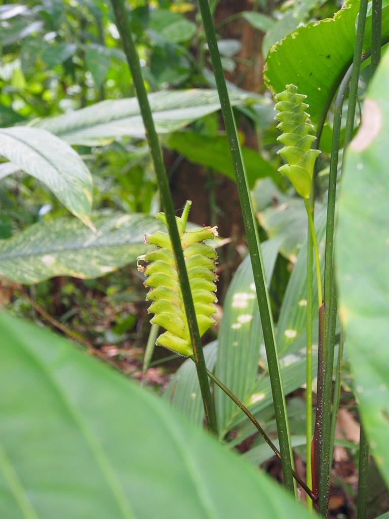 prayer plants (genus)