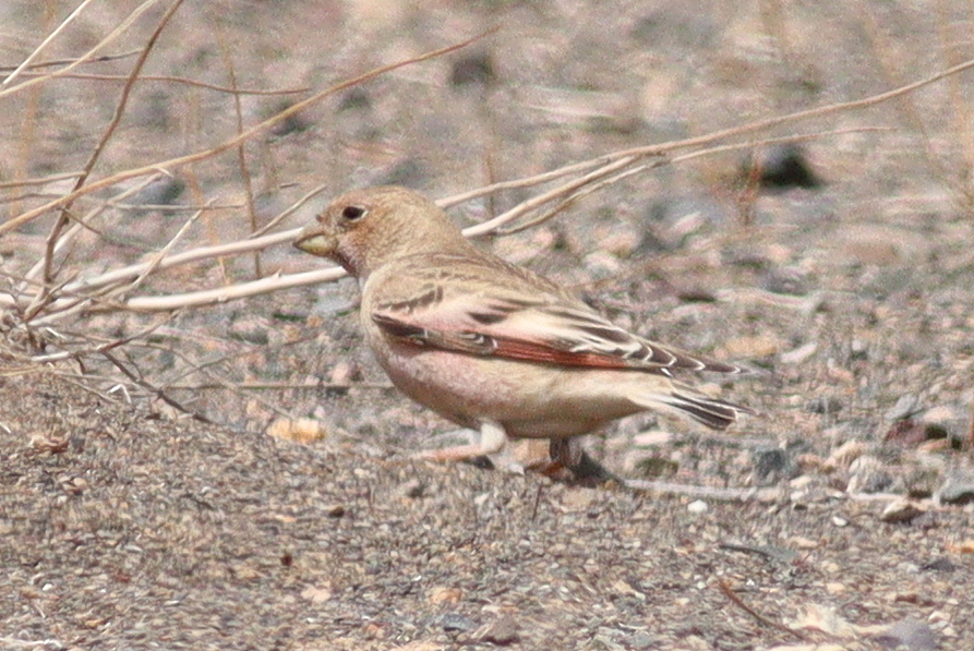 Mongolian Finch (Bucanetes mongolicus), photo 6