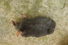 Talpa occidentalis
