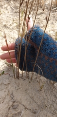 Juncus filiformis