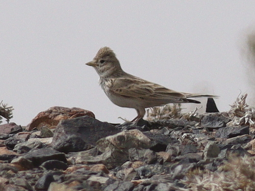 Asian Short-toed Lark (Alaudala cheleensis), photo 5