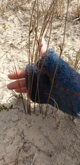Juncus filiformis