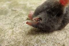 Talpa occidentalis