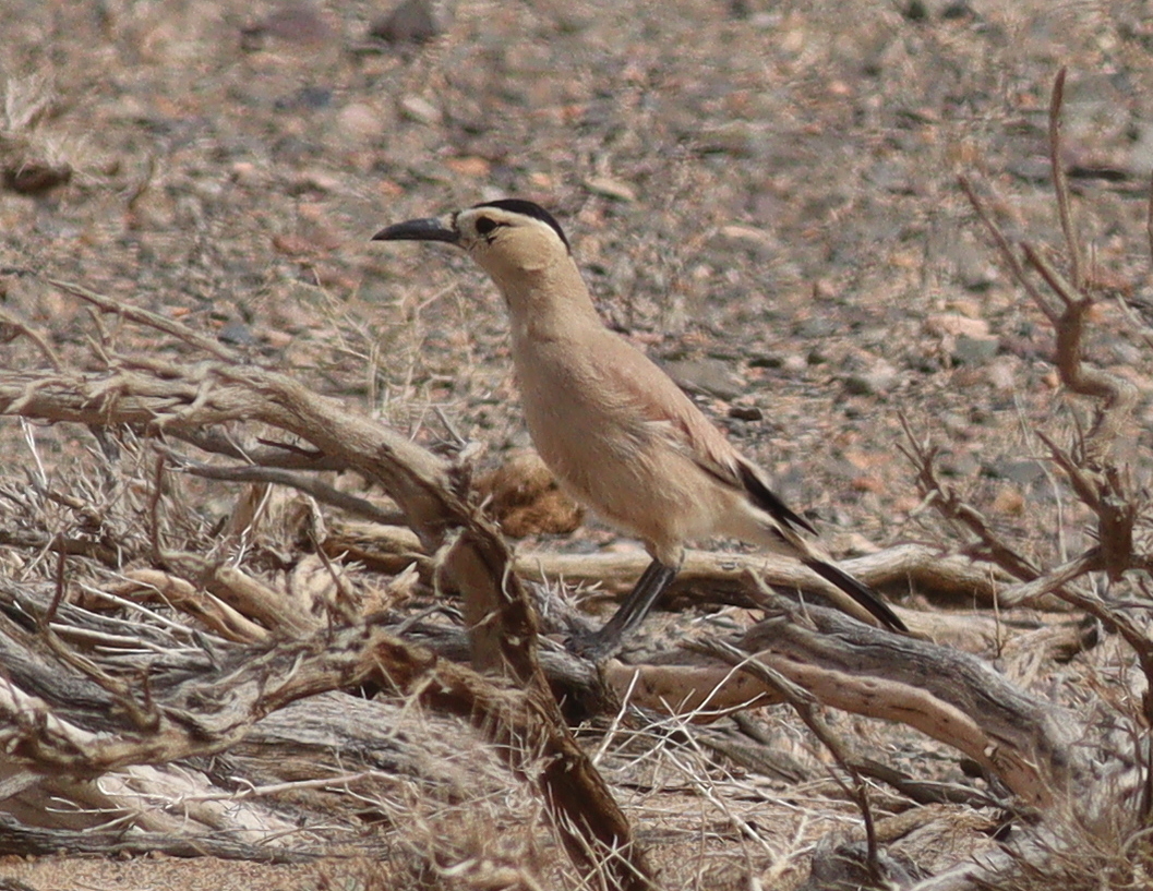 Mongolian Ground Jay (Podoces hendersoni), photo 5