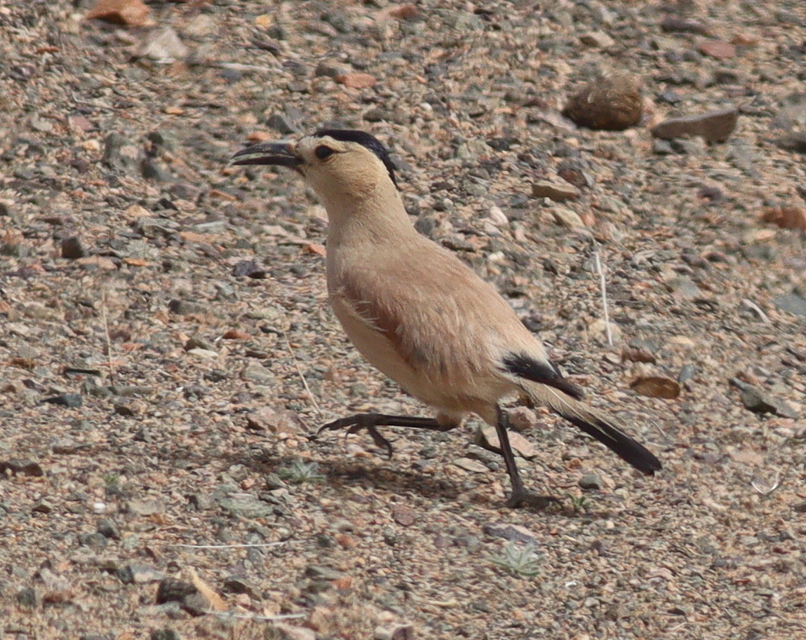 Mongolian Ground Jay (Podoces hendersoni), photo 4