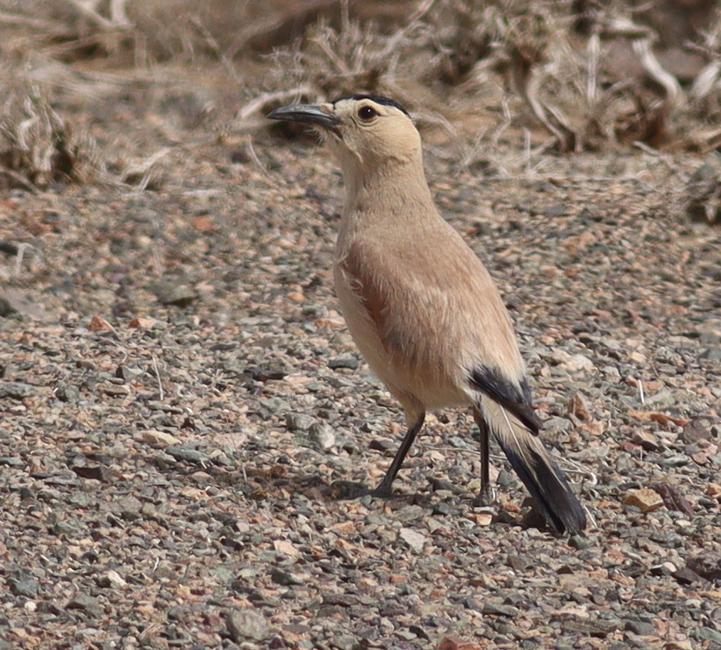 Mongolian Ground Jay (Podoces hendersoni), photo 10