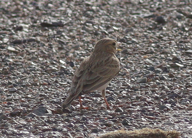 Asian Short-toed Lark