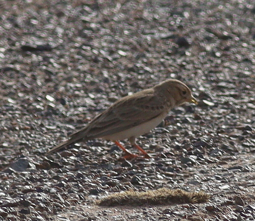 Asian Short-toed Lark (Alaudala cheleensis), photo 6