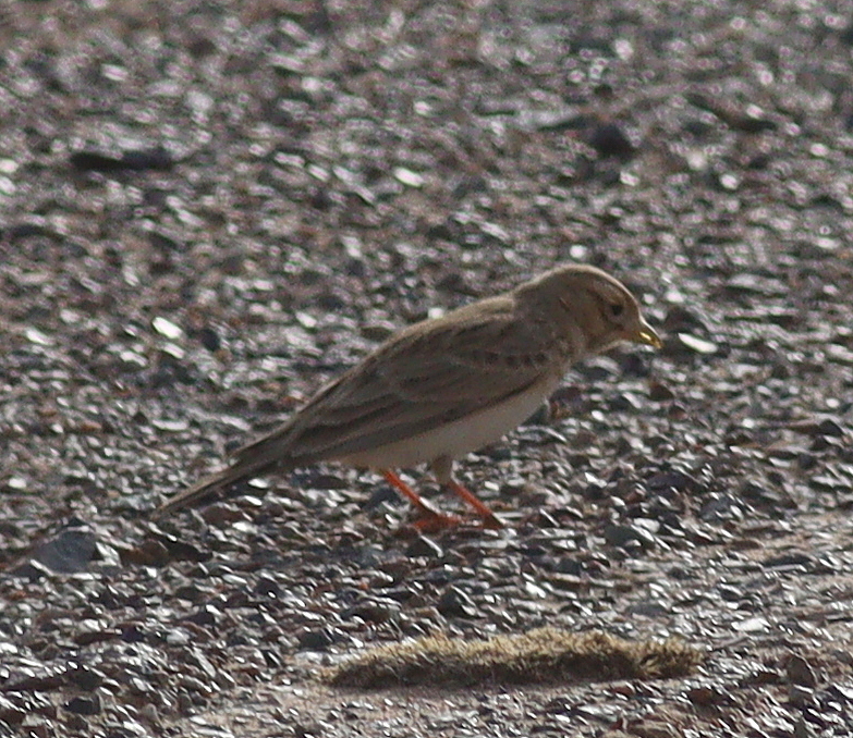 Asian Short-toed Lark