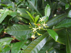 Tabernaemontana alba