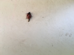 Coccinella undecimpunctata