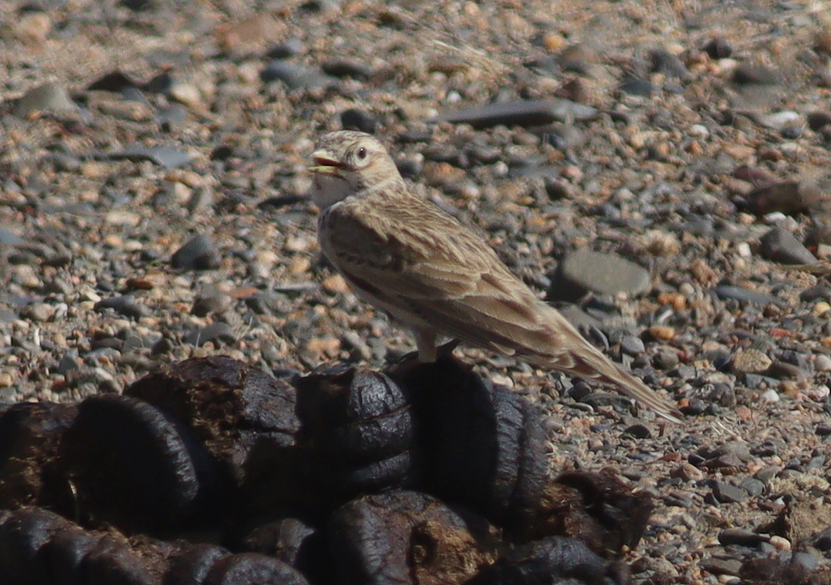 Asian Short-toed Lark