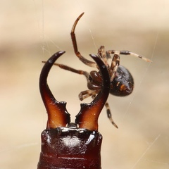 Parasteatoda lunata