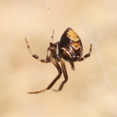Parasteatoda lunata