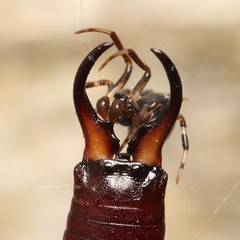 Parasteatoda lunata