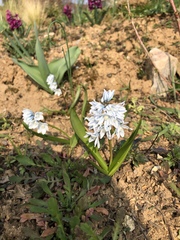 Puschkinia