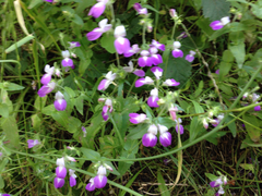 Collinsia