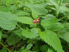 Lamium orvala