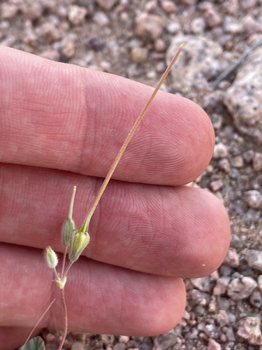 Monsonia nivea