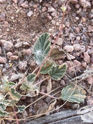 Monsonia nivea