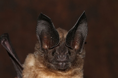 Schulz's Round-Eared Bat photo 2