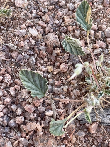 Monsonia nivea