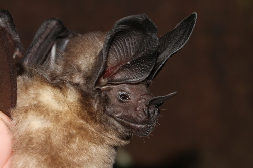 Schultz's round-eared bat (Lophostoma schulzi) — Least Concern Mammalia