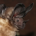 Schultz's Round-eared Bat - Photo (c) Maël Dewynter, some rights reserved (CC BY-NC), uploaded by Maël Dewynter