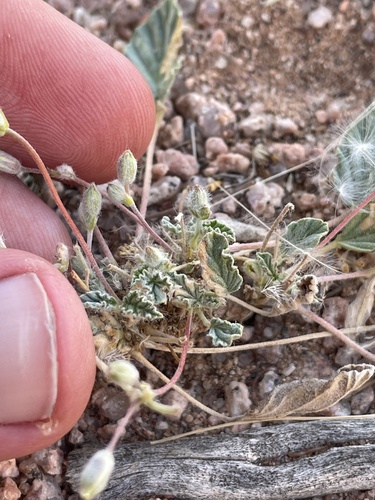 Monsonia nivea