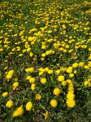 Taraxacum officinale