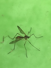 Ptychoptera albimana