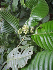 Psychotria limonensis
