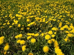 Taraxacum officinale