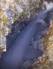 Nurse Shark