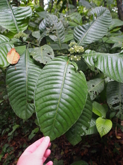 Psychotria limonensis