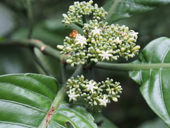 Psychotria limonensis