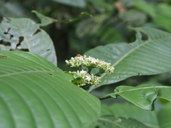 Psychotria limonensis