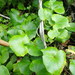 Calystegia soldanella x tuguriorum - Photo (c) Marley Ford, algunos derechos reservados (CC BY-NC), subido por Marley Ford