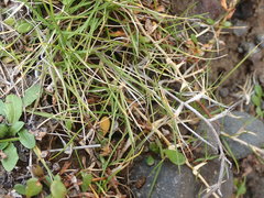 Zoysia minima