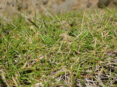 Zoysia minima