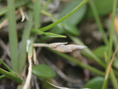 Zoysia minima