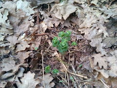 Hylotelephium telephium